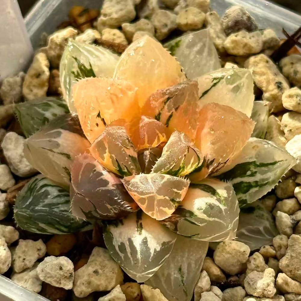 ハオルチア オブツーサ錦 希少ハオルチア：オブツーサ錦（極上斑） 2.5号22-02 の通販