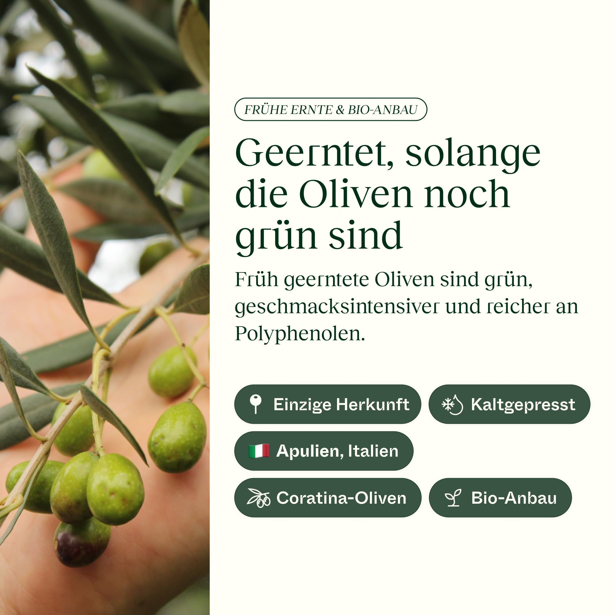 Olv Limits – Green Machine Hochphenolisches Olivenöl, 500 ml | Olivenöl für Gesundheit & Langlebigkeit–1160 mg/kg Polyphenole–Laborgeprüft&Verifiziert–Italienisches Natives Olivenöl Extra