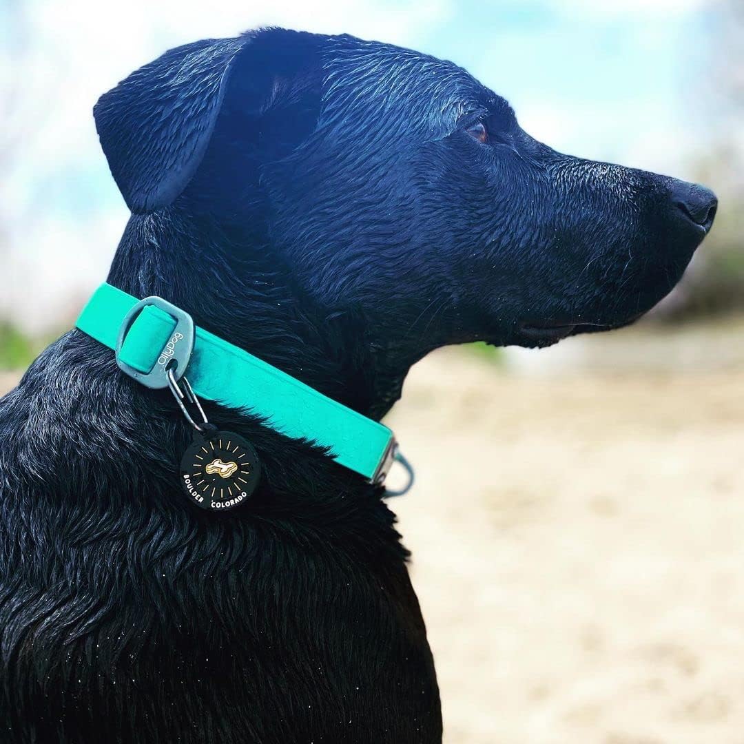 OllyDog Tilden Collar, Waterproof Dog Collar with Quick Release Buckle, Coated Stink-Proof Webbing, Lightweight Collar for Large, Medium and Small Dogs (Large, Black) image 3