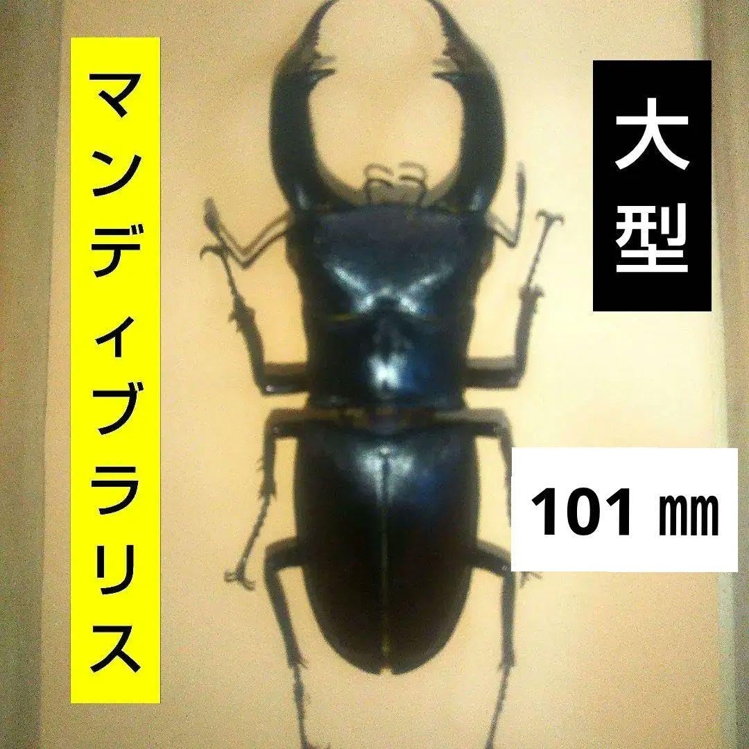 クワガタ Kawasaki Ninja adidas ZX 8000 ZX 5K Boost Release Date