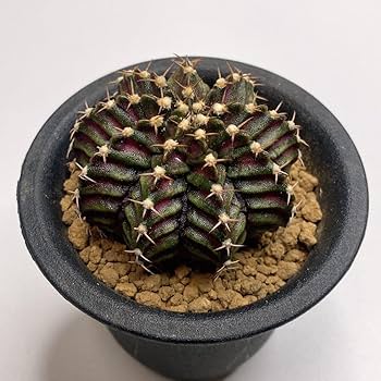 新品　キムホノ氏　フリーカップ　源4 新品 キムホノ氏 フリーカップ 源4