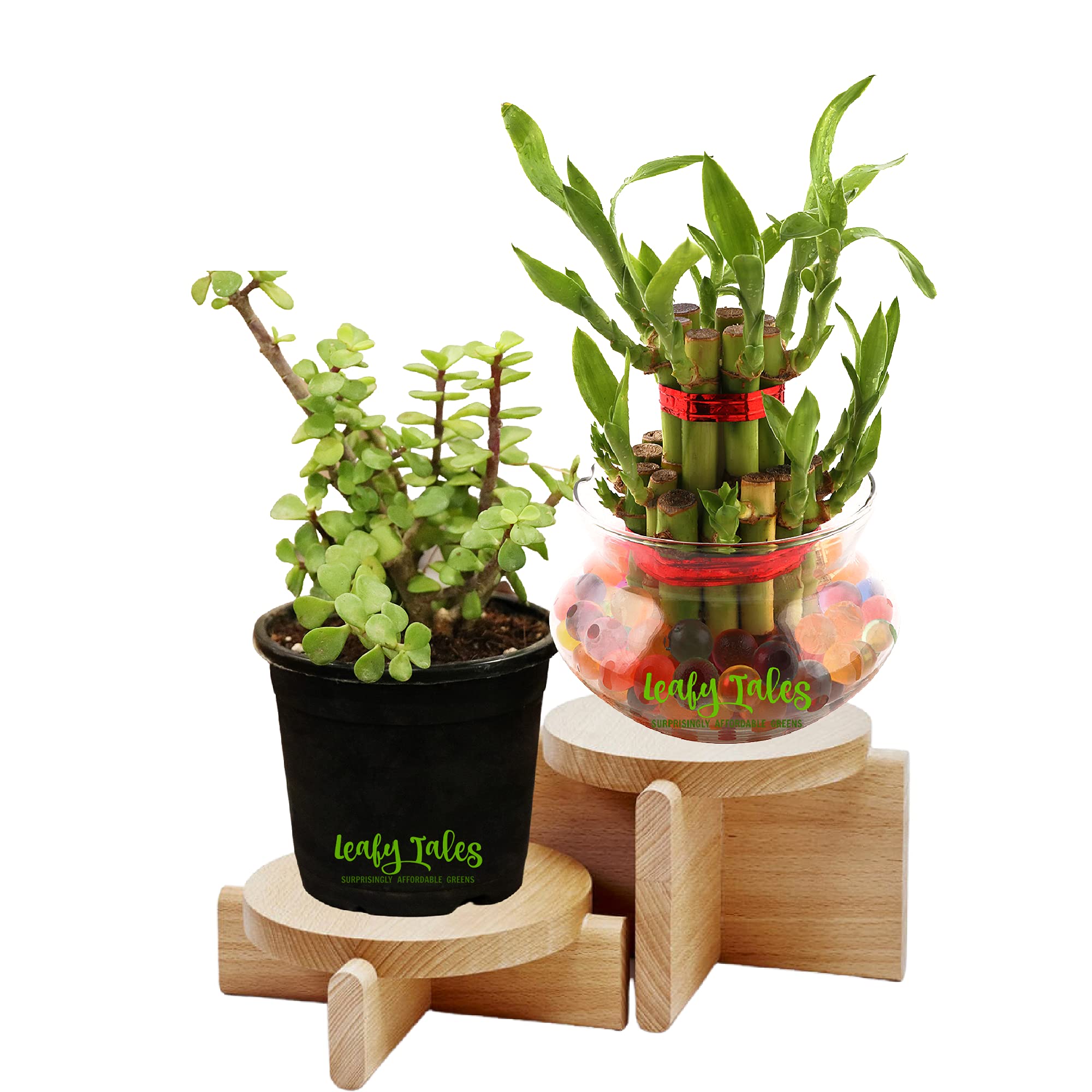 Leafy Tales Set of 2 Plants Combo- 2 Layer Lucky Bamboo in Glass Bowl, Jade in Black Plastic Pot| Good Luck Live Indoor Plant (B09GK84YJJ) Amazon Price History, Amazon Price Tracker