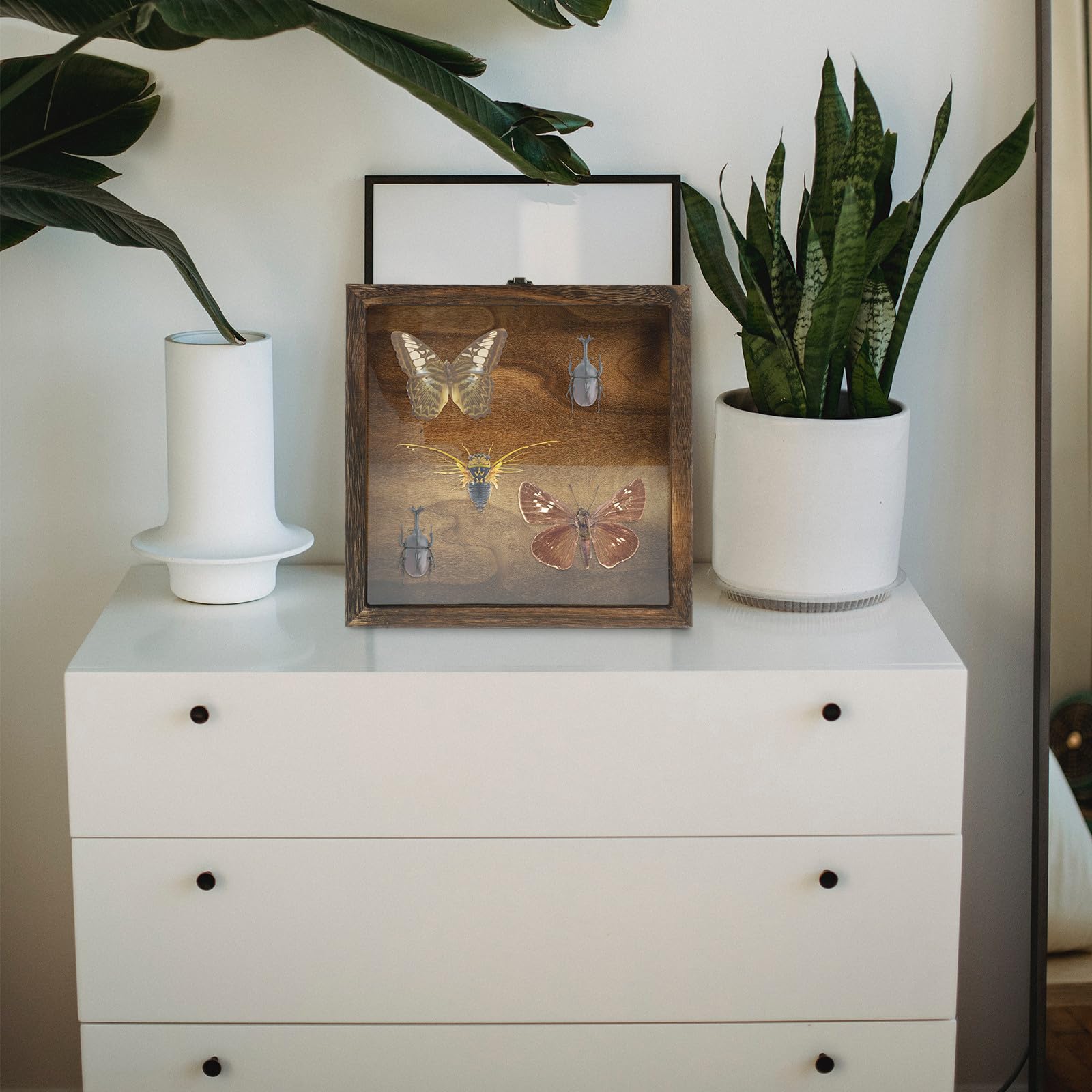 Gatuida Caja de Exhibición de Insectos de Madera Acrílica Portátil Estilo Retro y Tapa Plegable para Colgar en Pared y Almacenar Objetos Estilo