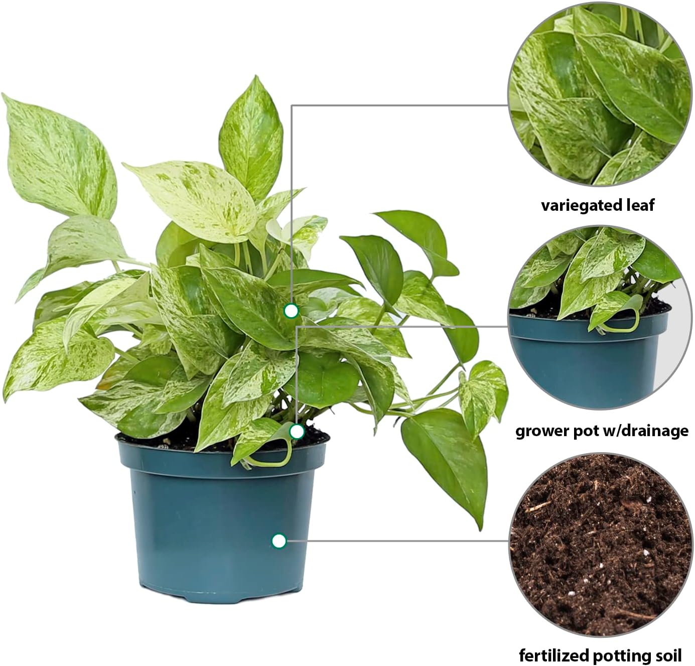 Live Marble Queen Pothos, Variegated Pothos, Plant Lover Gift, Birthday Gift, Evergreen Houseplant, Housewarming Gift, Plant Dad Gift, Trailing Plant in 6" Pot