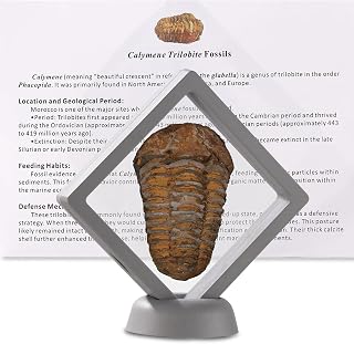 Calymene Trilobite Fossil from Morocco, Real Fossils for Adults, Fossil Enthusiasts, Trilobites Fossils Paleontology Gifts for Men Women, Fossil kit Trilobite Specimen with Display Frame & Fact Sheet