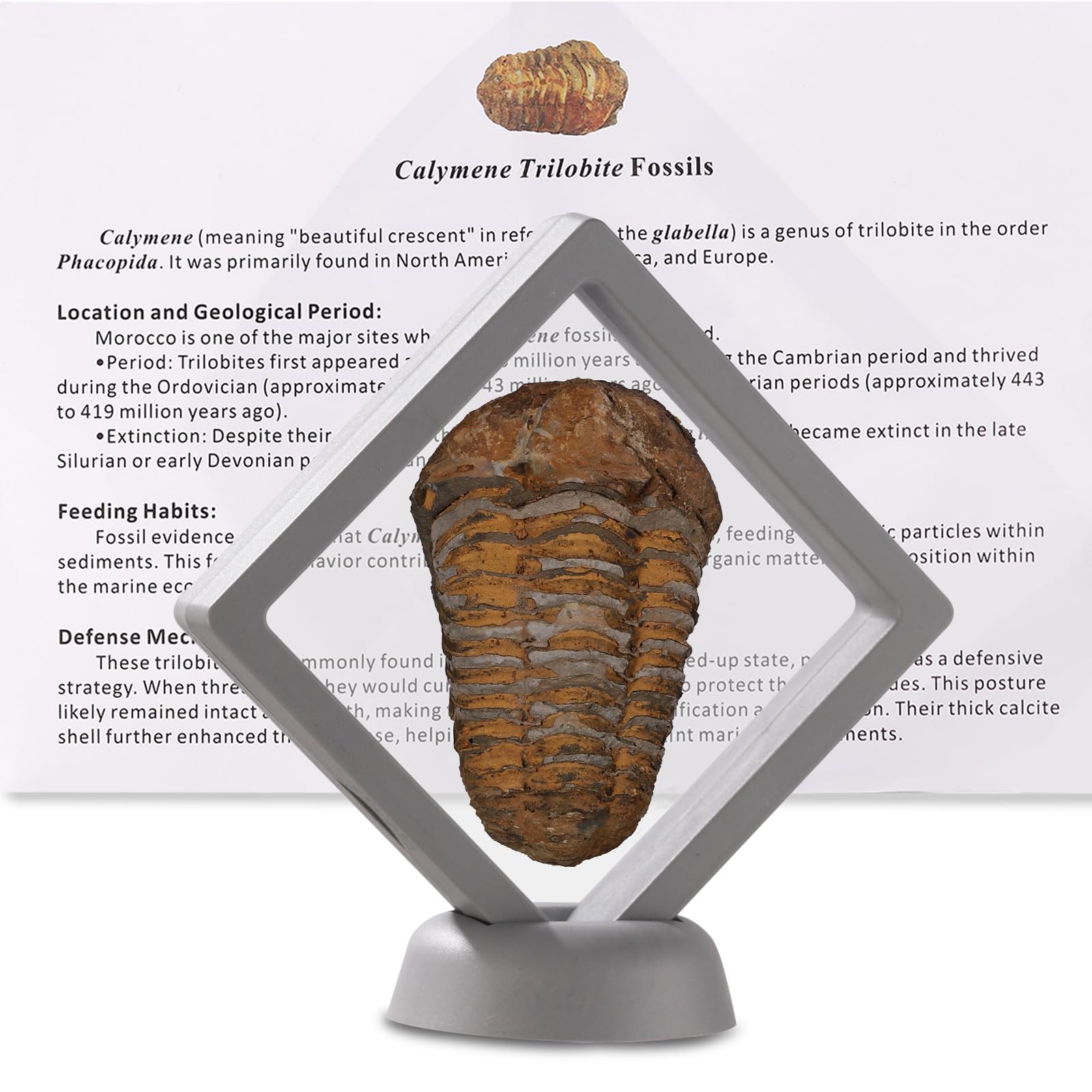 Calymene Trilobite Fossil from Morocco, Real Fossils for Adults, Fossil Enthusiasts, Trilobites Fossils Paleontology Gifts for Men Women, Fossil kit Trilobite Specimen with Display Frame & Fact Sheet