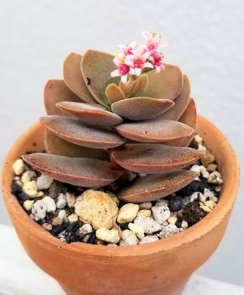 ・:*多肉植物そのまま飾れる・:*ゆらゆらイス多肉さん達・:*2個セット 52886e191fdd0f1912530e88ffb2a6