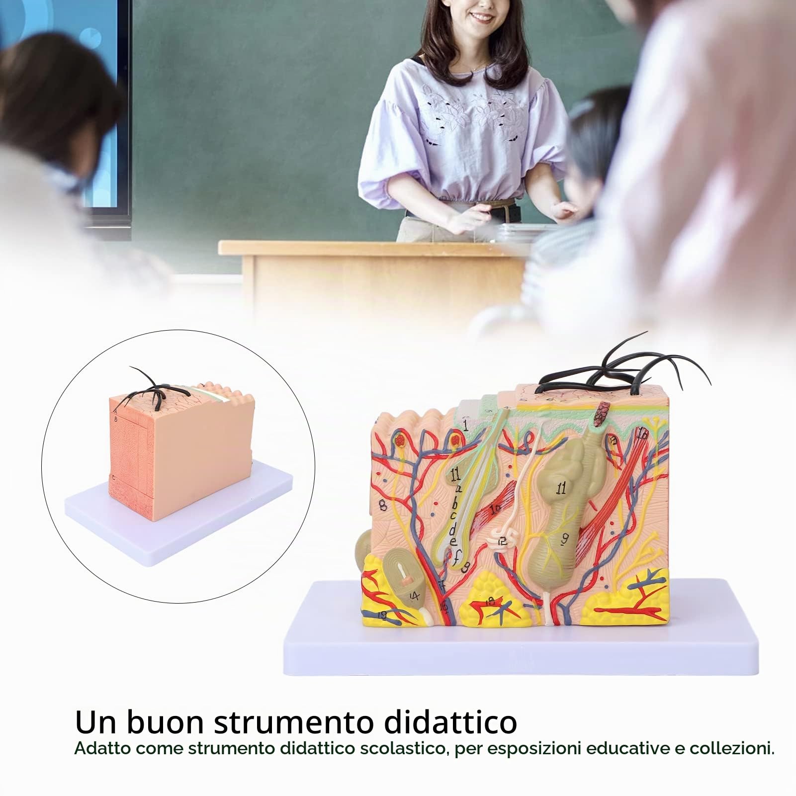 Modello di Pelle, Struttura della Pelle Umana Ingrandita 35X Modello Anatomico Modello di Pelle Ingrandita 3D per Display di Studio in Aula di Scienze Modello Medico di Insegnamento