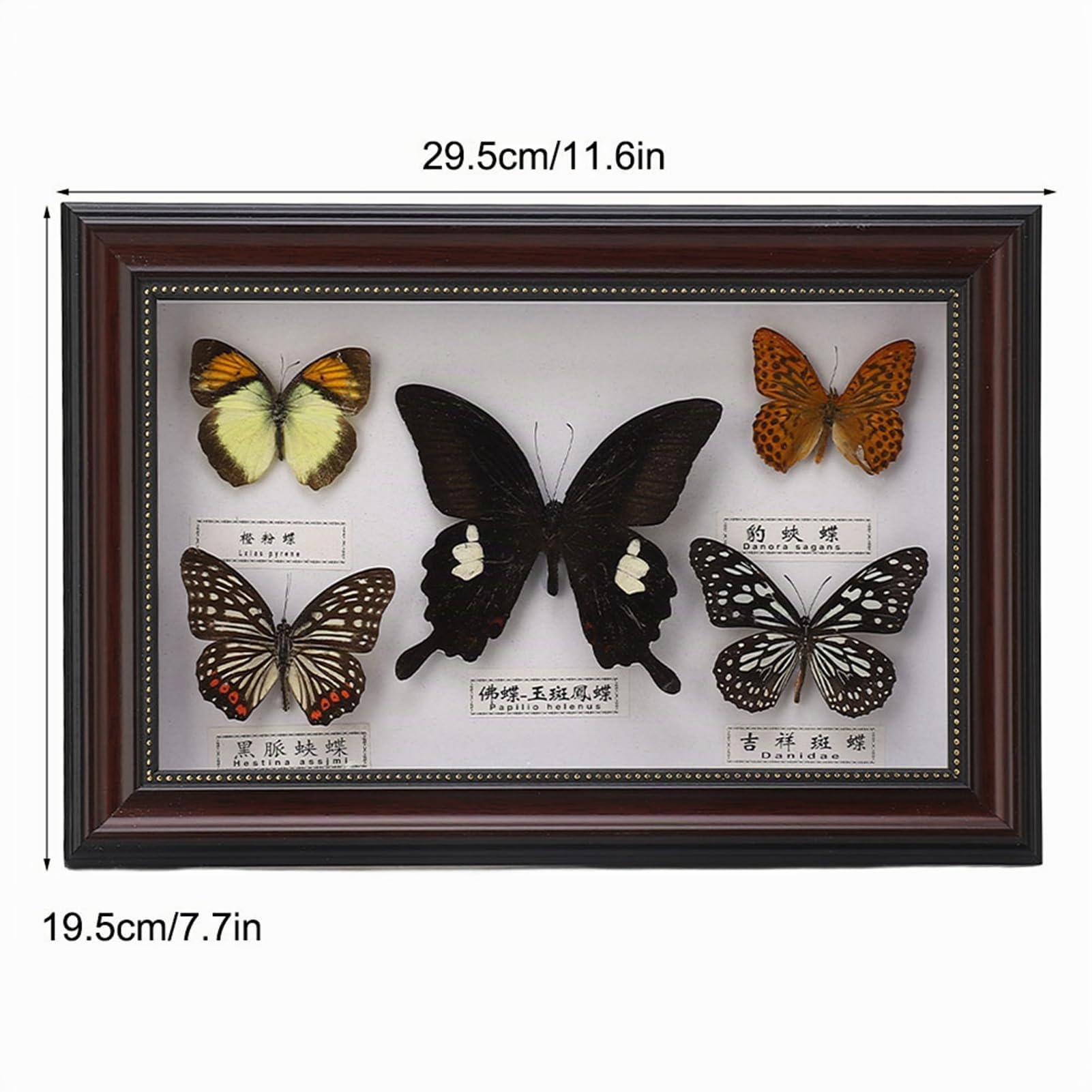 Jeffergarden Cornice con Farfalle Vere, Set di 5 Esemplari, Decorazione da Parete, per Compleanni, Nero(2#)
