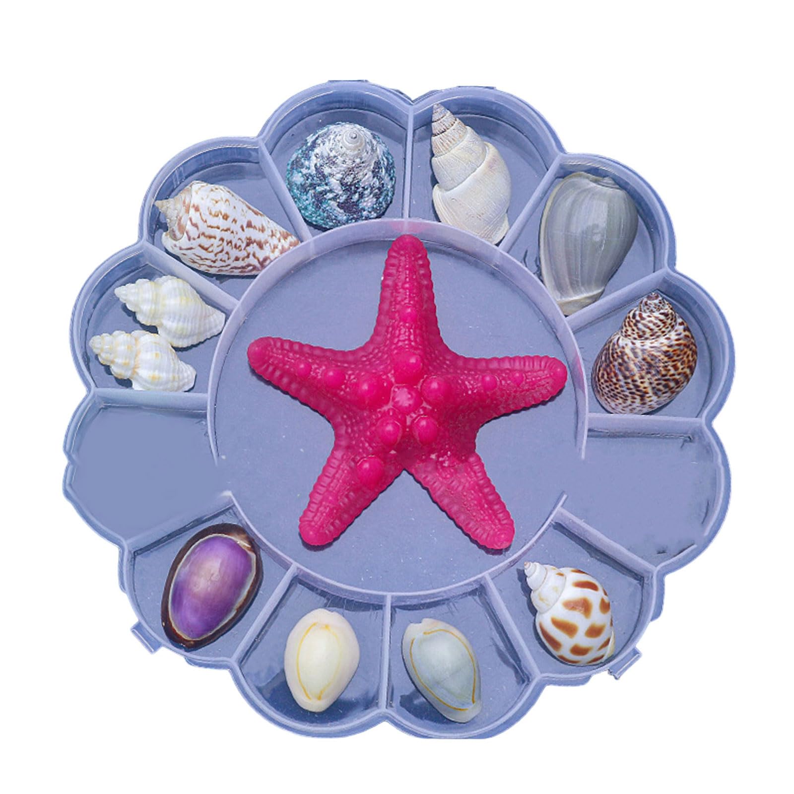 Natural Seashells Display Box Set Clear Starfishes Trinket Organizers for Aquariums and Coastal Decoration Compartment Portable Display Case