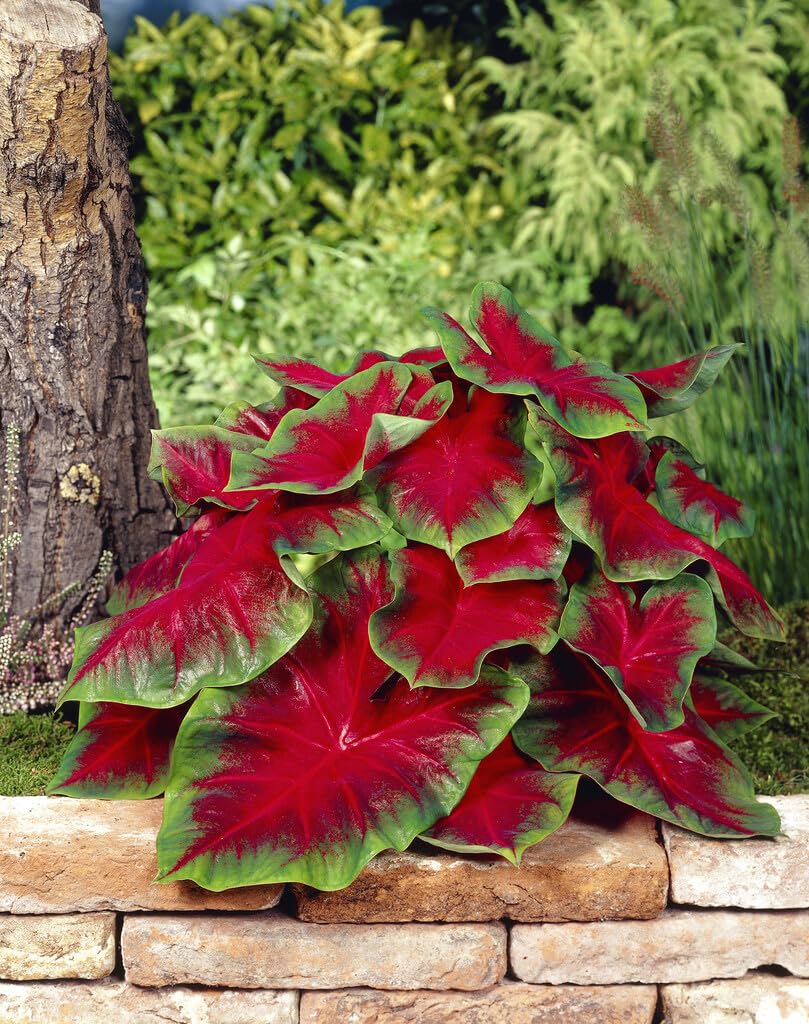 10 Fredia Hemple Caladium Bulbs CZ Grain