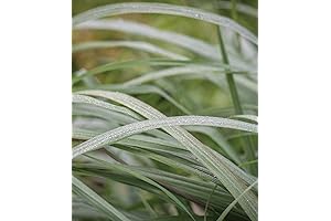 Burpee Lemongrass - aromatic citrusy herb