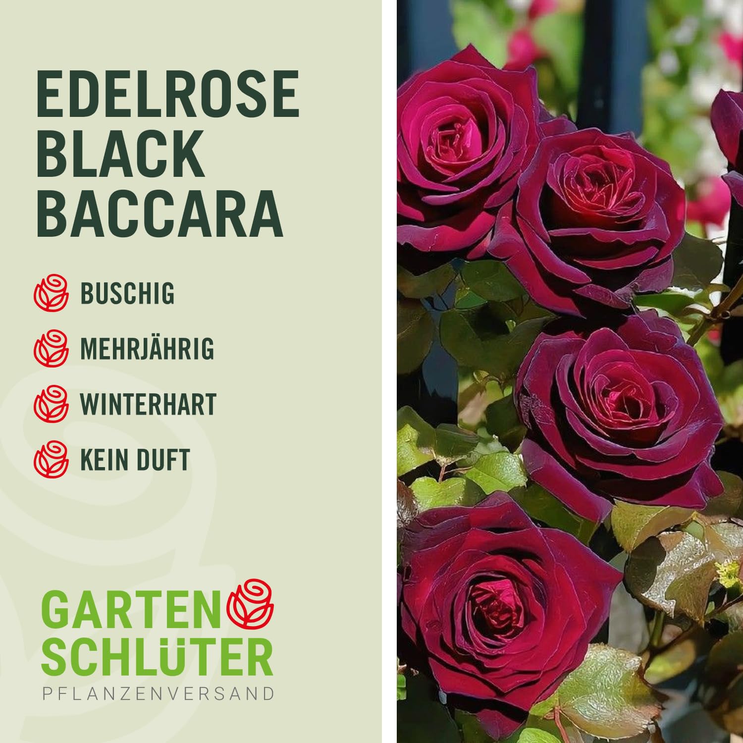 Edelrose Black Baccara in Schwarz-Rot - Duftrose winterhart - Rose mittel-stark duftend im 5 Liter Container von Garten Schlüter - Pflanzen in Top Qualität
