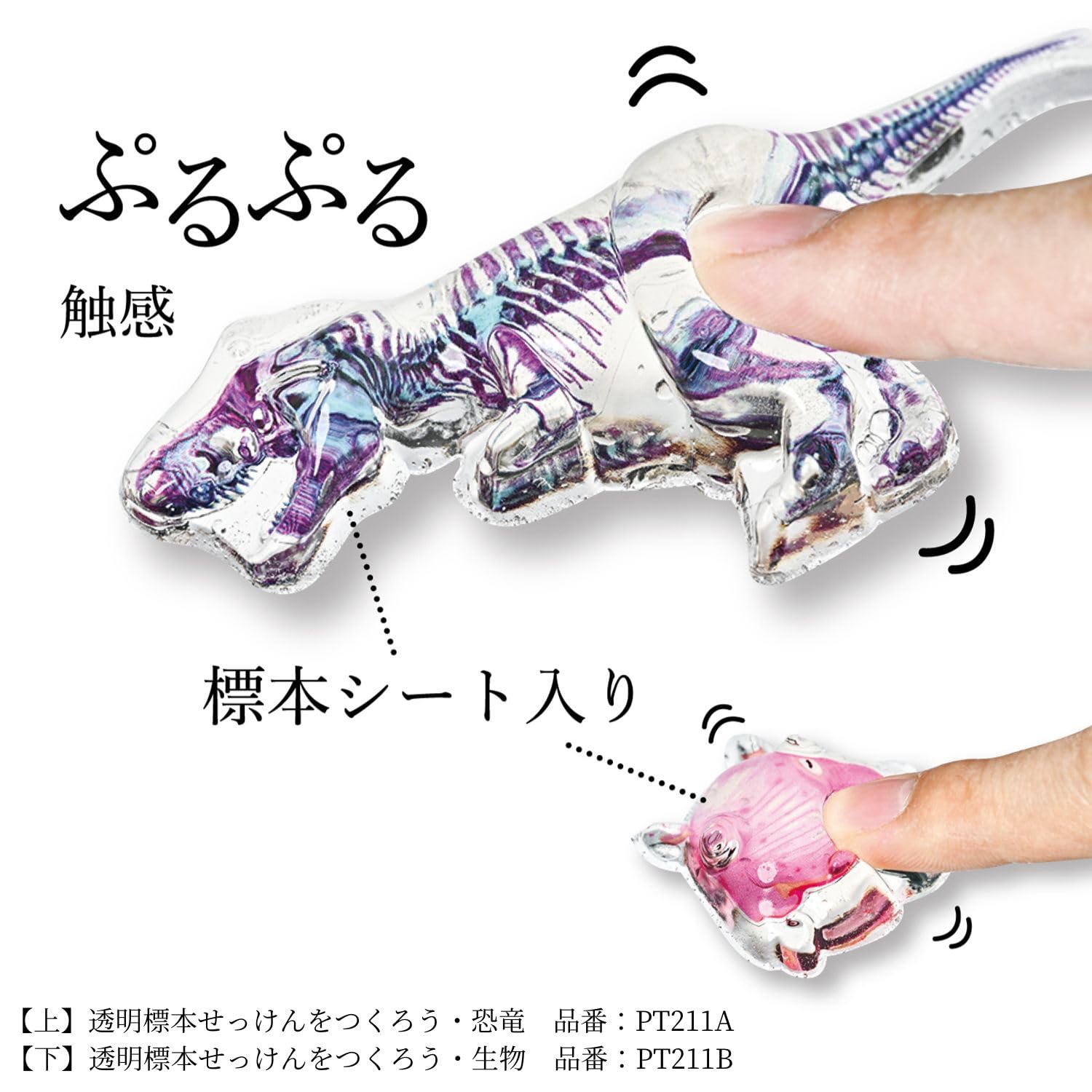 【標本アート】WILD個体 標本アート】WILD個体