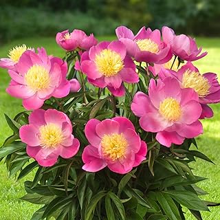 Pfingstrose Pink Nippon (1 Wurzel), große Päonien Hybride, Winterharte mehrjährige Staude, Pflanzen aus Holland für Garten und Topf (kein Samen, Zwiebeln und nicht künstlich) product image