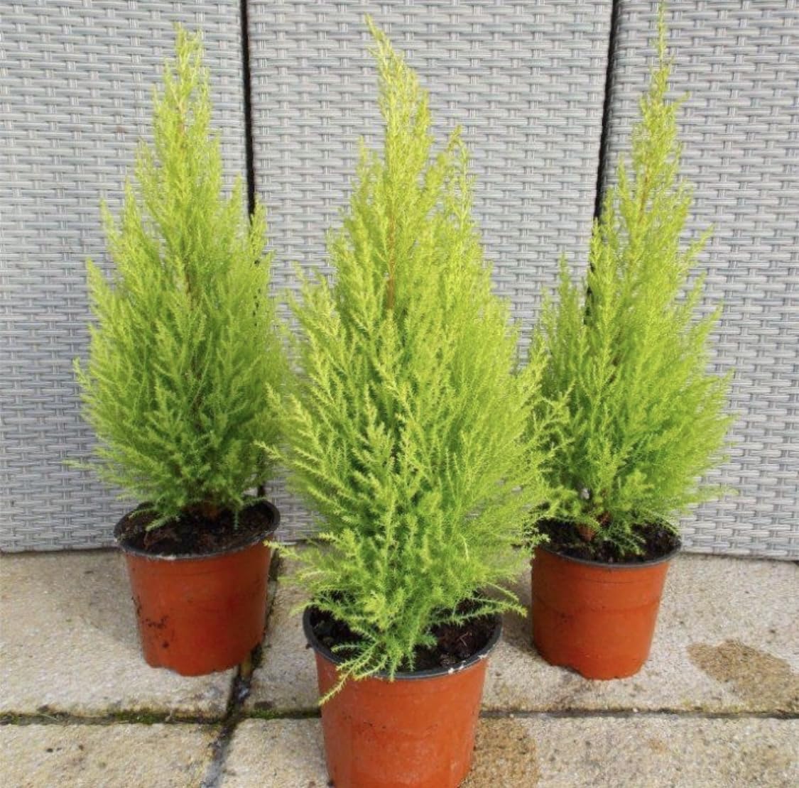 (3-Pack) Dwarf Conifer Cupressus ‘Wilma’ Goldcrest – Lemon Cypress | Trio of Live Lemon-Scented Conifers | Bright Chartreuse Foliage | Indoor/Outdoor Evergreen Plants