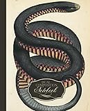 Dual Notebook: Sketchbook and College Ruled Notebook in One with a Vintage Scientific Snake Illustration