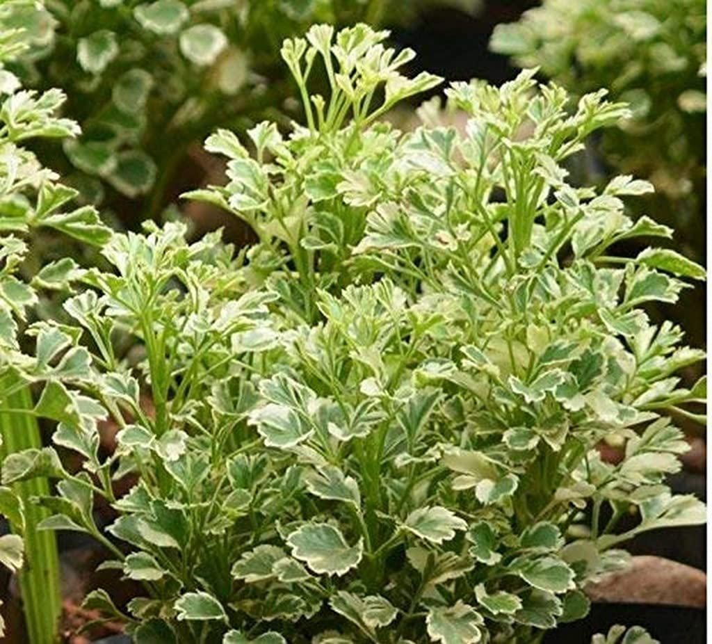 Ohhsome Aralia Variegated White Indoor Plant Table (Healthy Live Plant) (B09HN41GWT) Amazon Price History, Amazon Price Tracker