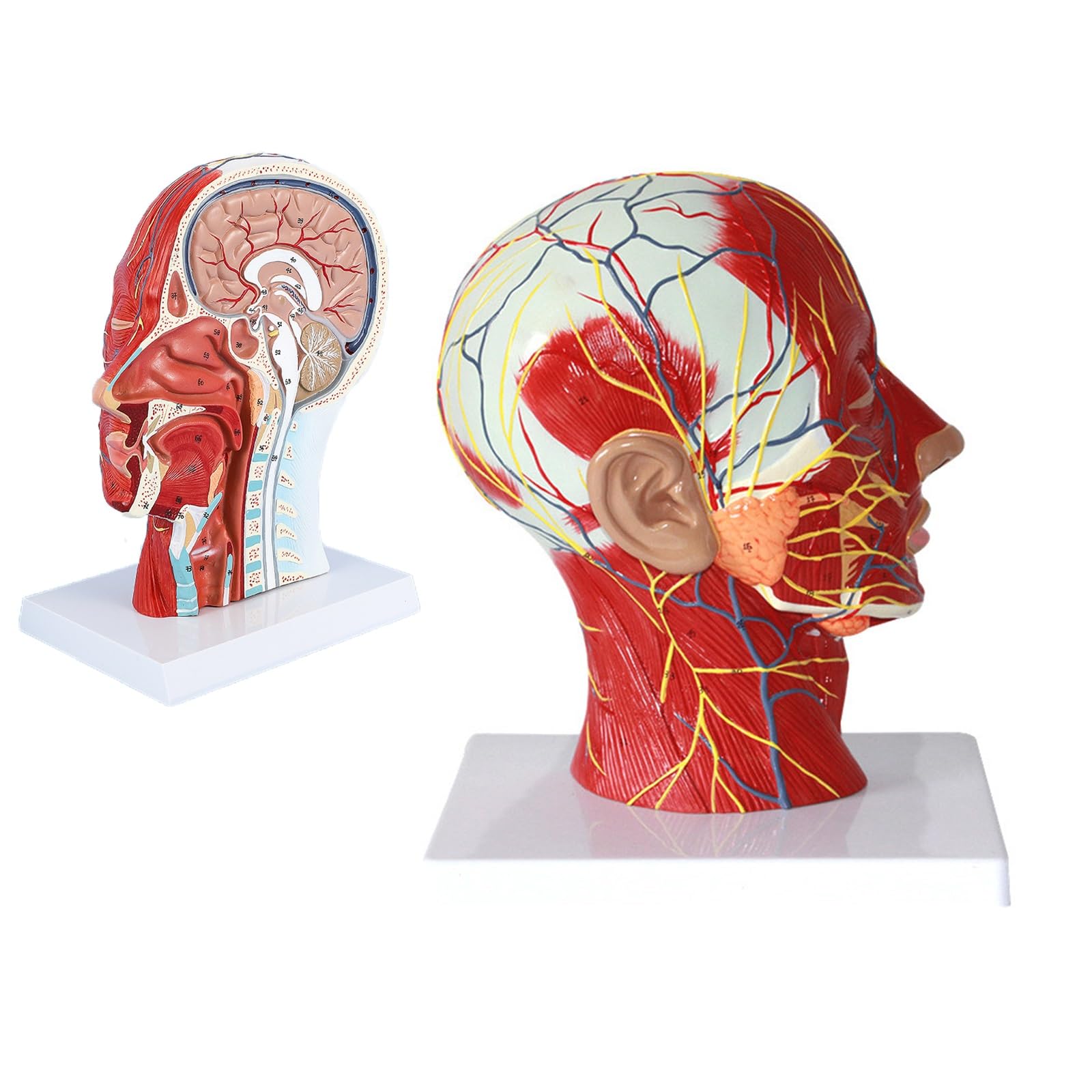 Modèle neurovasculaire demi-tête de haute précision anatomique AMITD 1:1