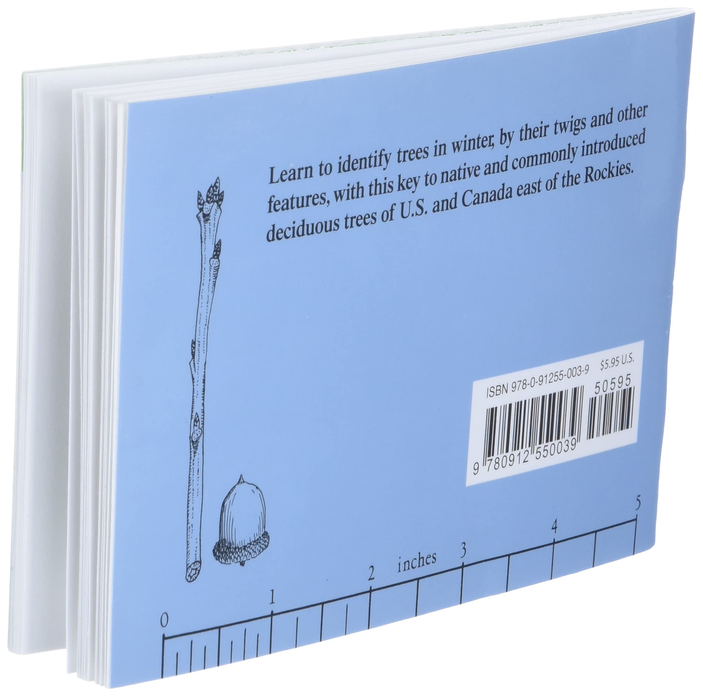 Winter Tree Finder: A Manual for Identifying Deciduous Trees in Winter (Eastern US) (Nature Study Guides) - Image 4