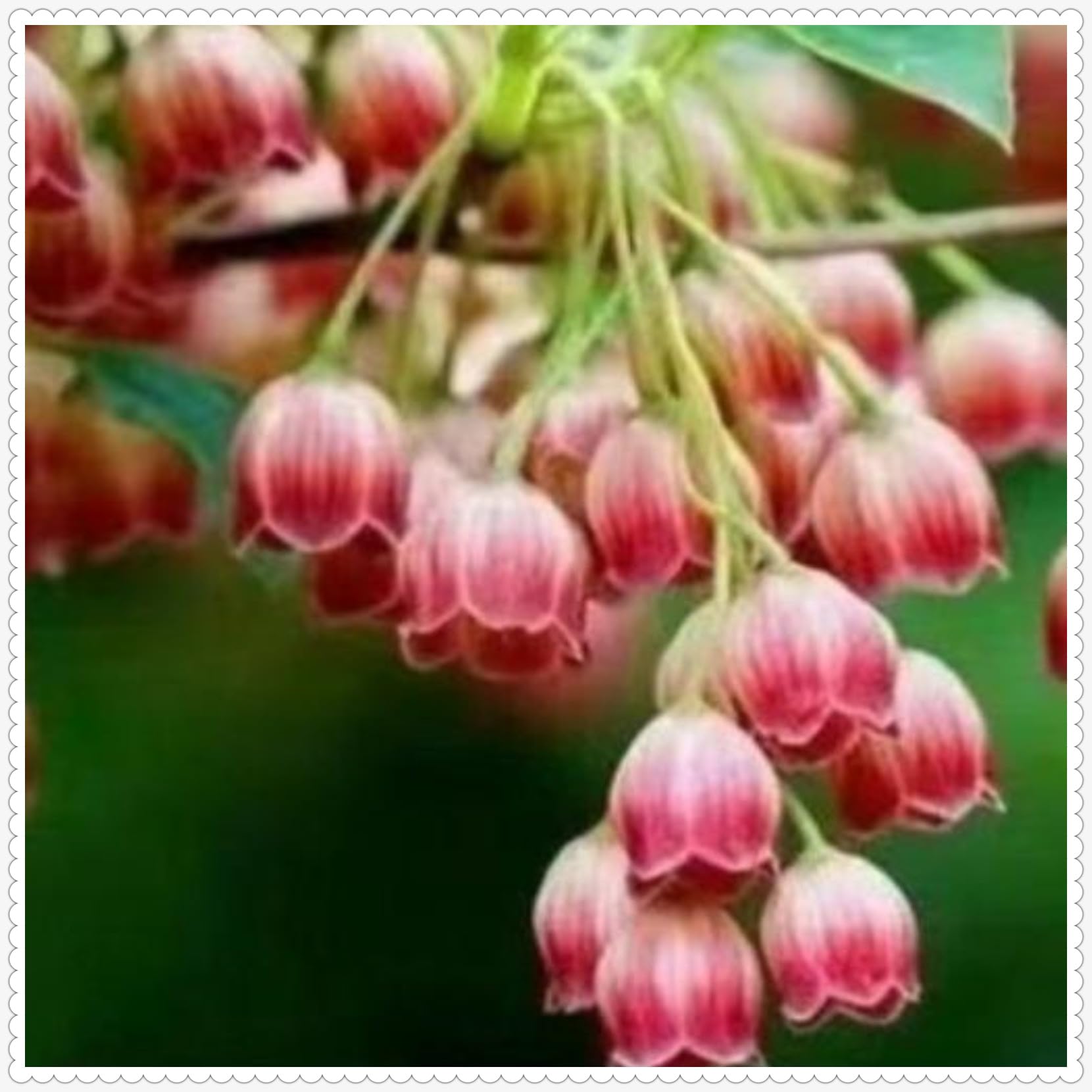 Bulbi Di Mughetto Bianco, Pianta Perenne Vera In Vaso, 5 Bulbi Grandi, Facile Da Curare Per Giardino E Balcone