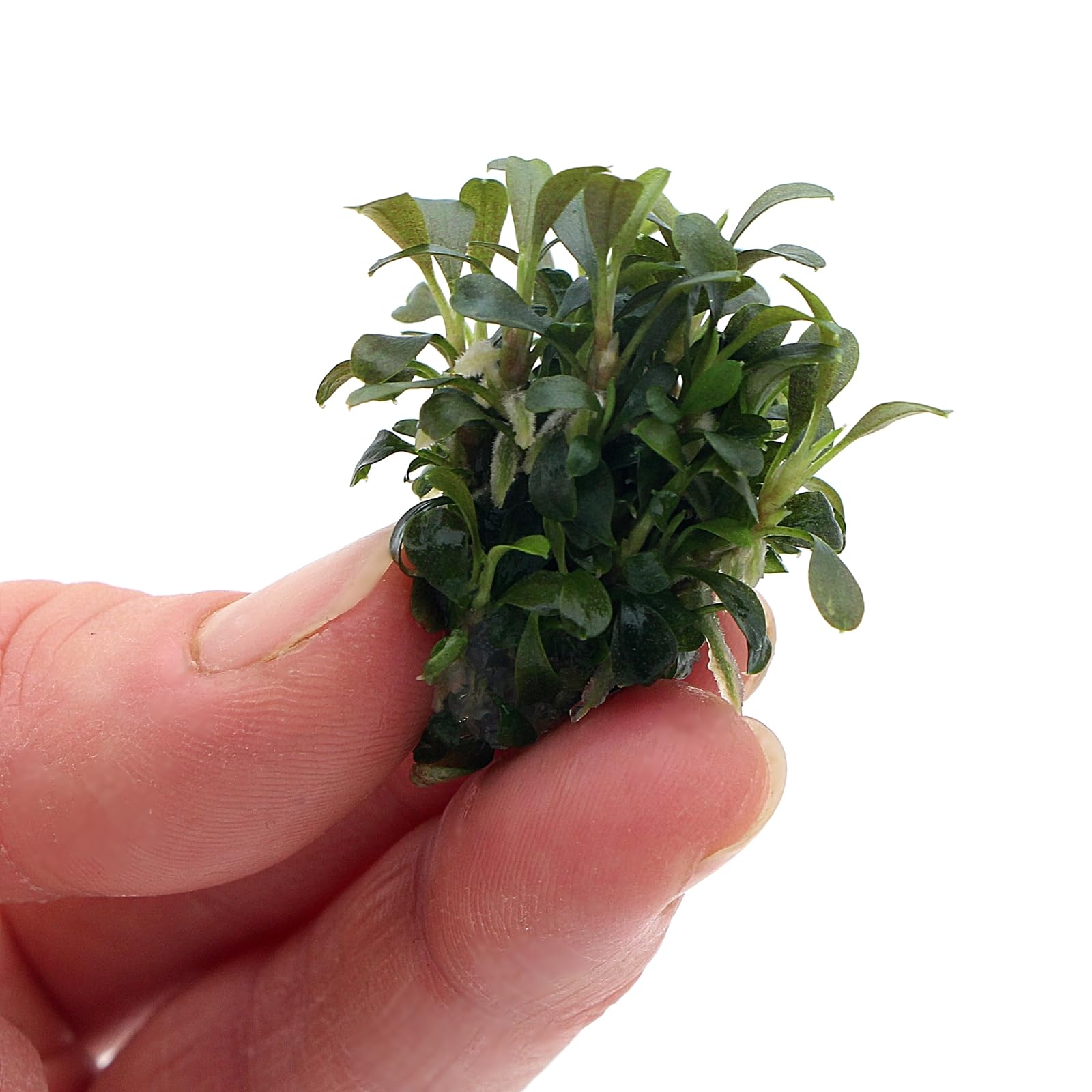 K2AQUA Bucephalandra Pygmy Live Aquarium Plant Tiny Iridescent Leaves Easy Care Low Light Epiphyte Foreground Nano Tank Shrimp Safe Freshwater Plant