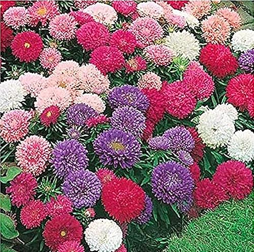 Miniatura 4 de 13,00 polinizadores que atraen semillas de flores silvestres, 1 onza, atrae abejas, mariposas y otros insectos beneficiosos, mezcla de rodillas de