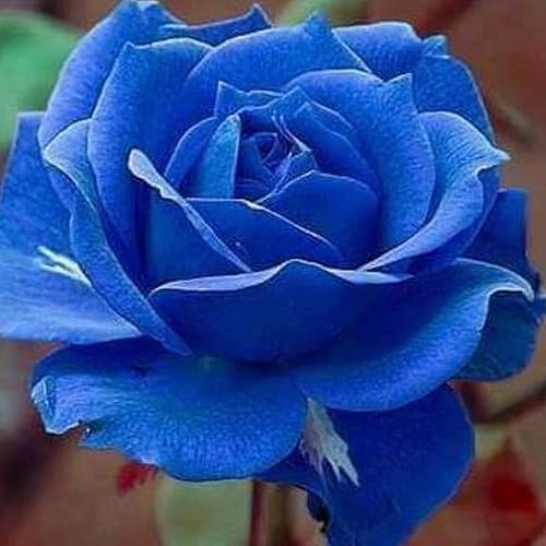 CHUXAY GARDEN Semillas de rosas azules raras, 20 semillas, elegantes y misteriosas, exhibición, maravillosa opción para jardín