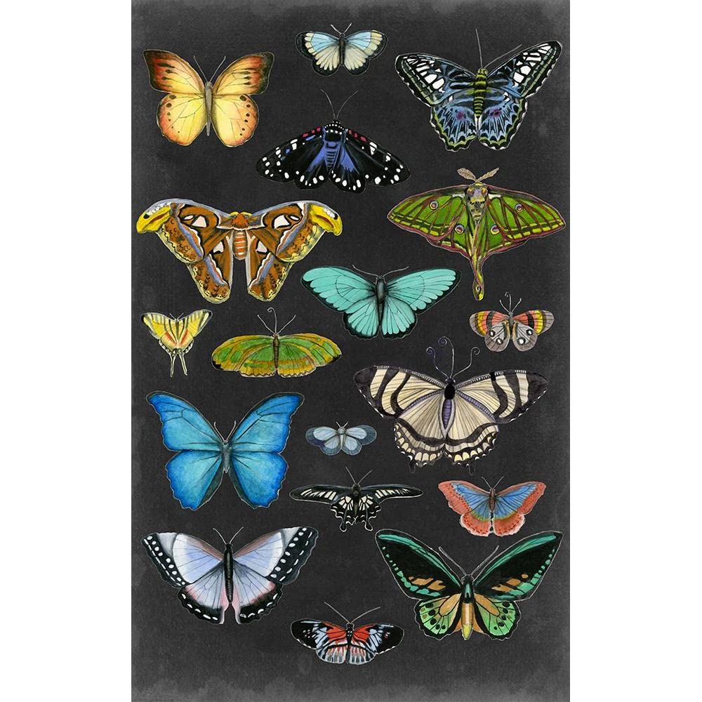 ArtDirect Graphic Butterfly Taxonomy I 6x10 UnFramed Art Print Poster Ready for Framing by McCavitt, Naomi
