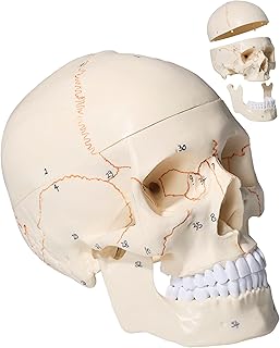 Doctor Verified 55 Number Labeled Real Human Life Size Skull Anatomy Model, 1:1 Full Size Anatomical Correct Realistic Skull Model for Studying, Medical Students