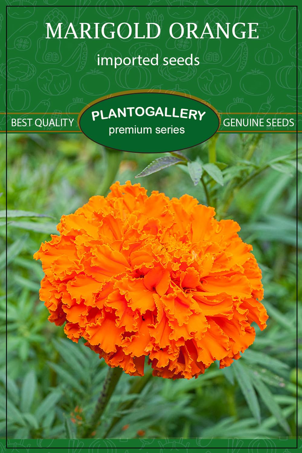 Plantogallery Imported Seeds - Marigold Big Orange Flower Seeds for Home Garden - Qty 50 Seeds (B0C8FNFVPP) Amazon Price History, Amazon Price Tracker