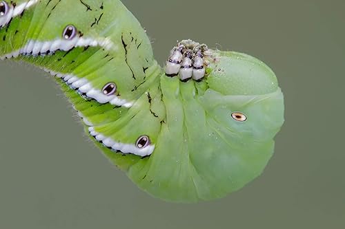 Miniatura 3 de DBDPet Gusanos cuernos vivos premium de 20 a 30 ct, alimento para dragones barbudos, geccos leopardo, ranas, camaleones, tegus y otros reptiles