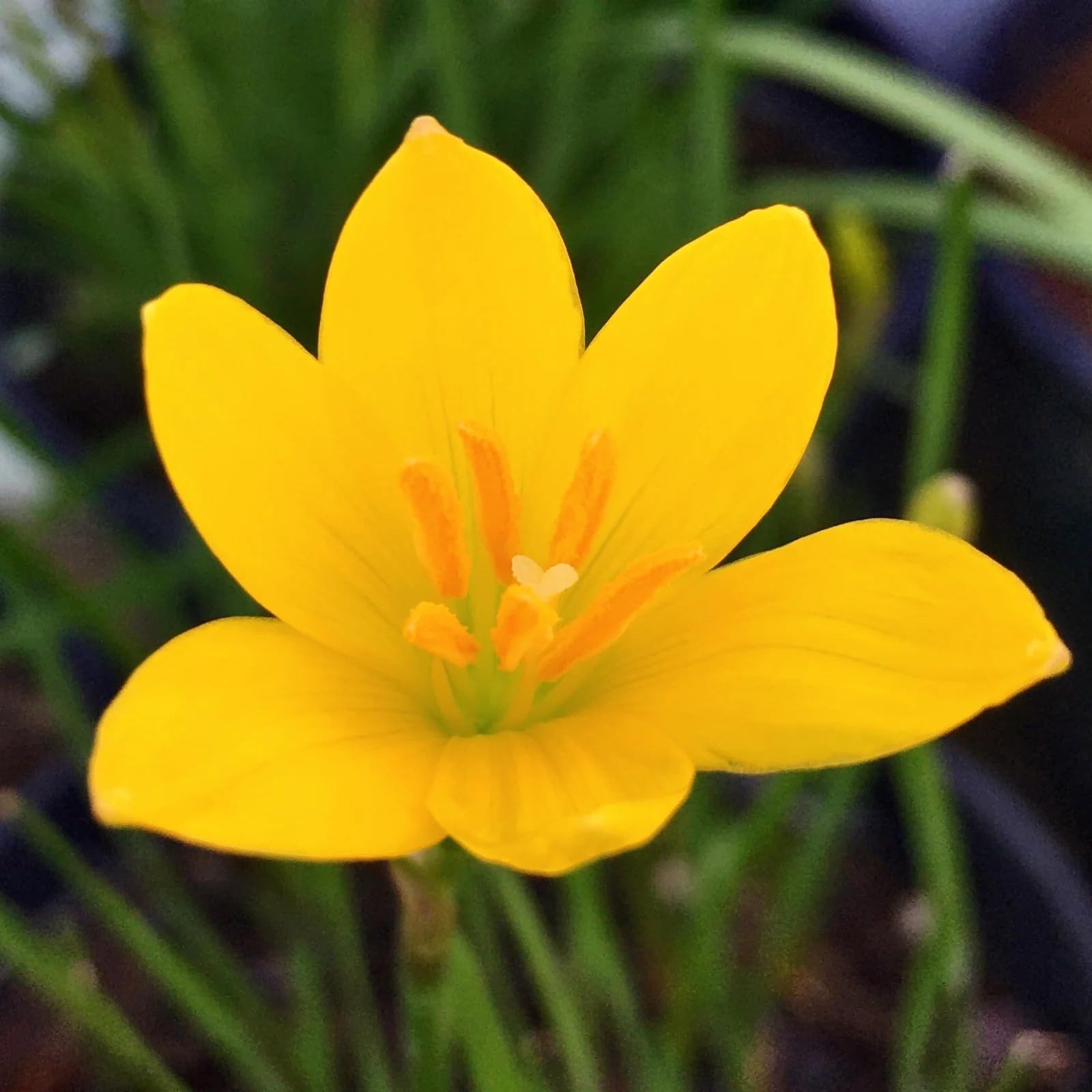 LiveNature Yellow Rain Lily (3 Bulbs) | Zephyranthus Flower Plant for Home Garden, Balcony & Indoor Outdoor Gardening-image-6