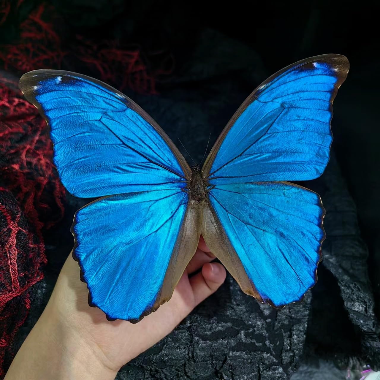 Taxidermy Blue Morpho Butterfly, Real Butterfly Morpho Didius for Taxidermy Insect, Oddities, Biology, Science Education and Gifts (A1-Quality Flawless)