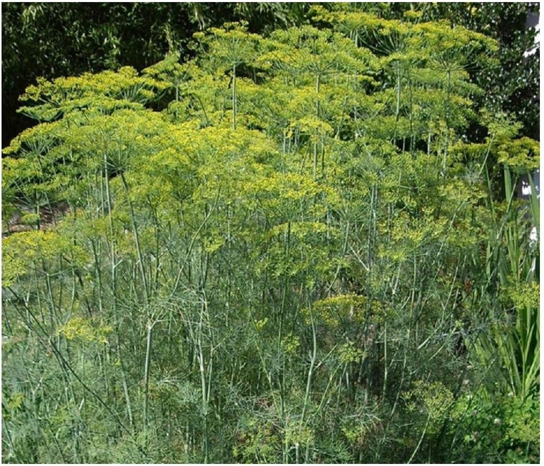 PREMIER SEEDS DIRECT - HERB - Dill - Mammoth - 1500 Seeds (Organic/BIO) - ANETHUM GRAVEOLENS