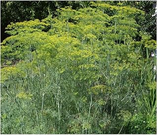HERB - Dill - Mammoth - 1500 Seeds (Organic/BIO) - ANETHUM GRAVEOLENS