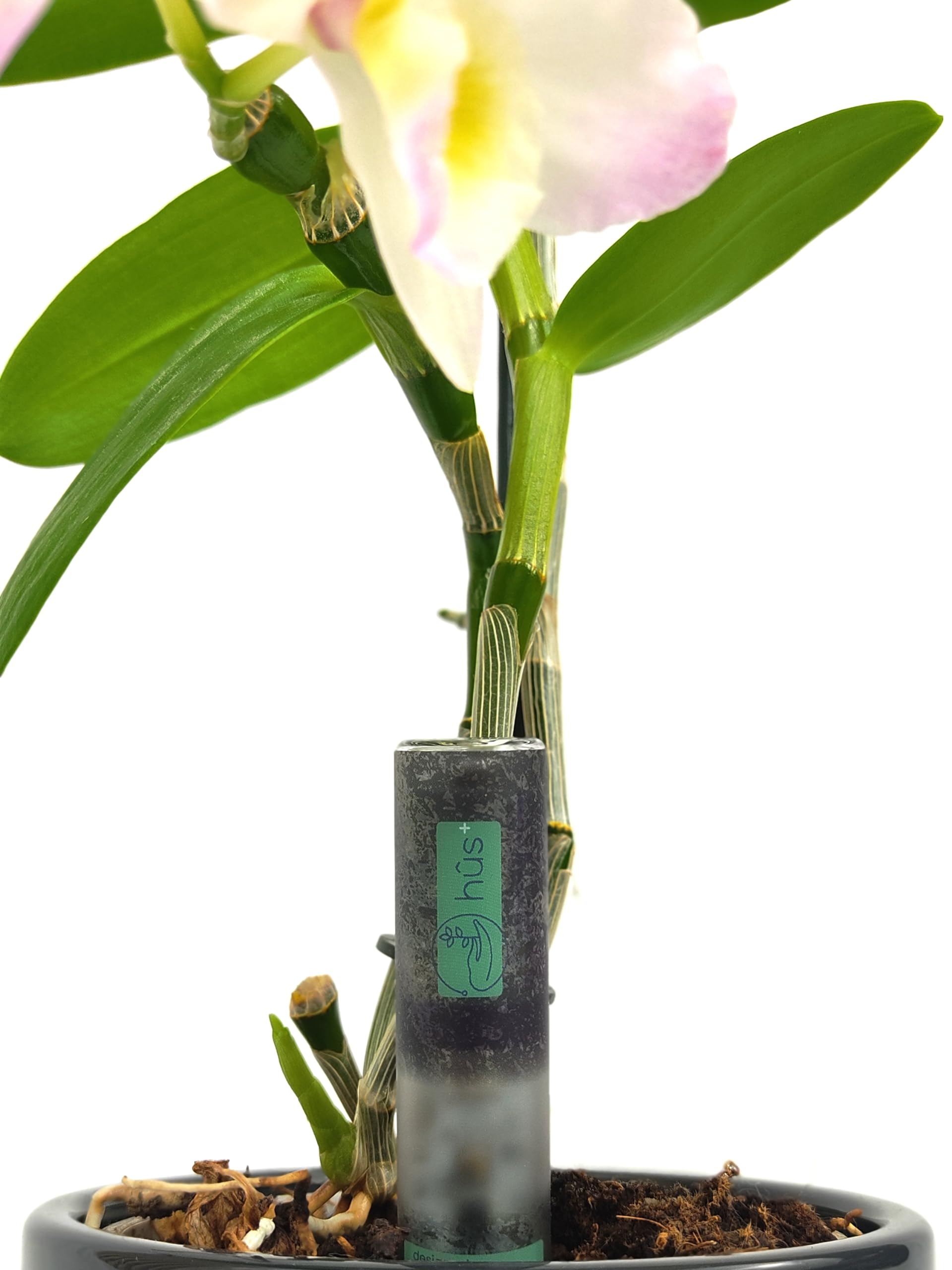 Flower eco | A Babysitter for Your Plants | Indicatore di irrigazione digitale con batteria di 10 anni * Misuratore di umidità per piante – Misuratore di umidità del suolo sensore impermeabile
