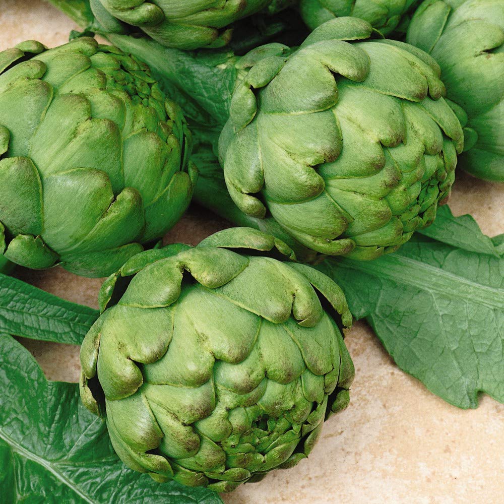 Artichoke βImperial Starβ 1packet (12 Seeds) β Thompson and Morgan