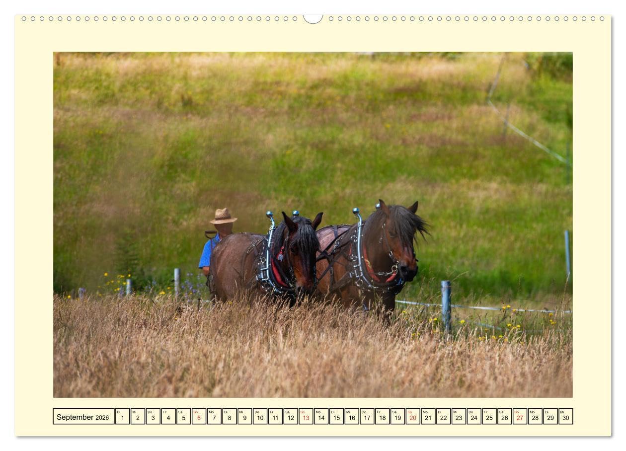 Arbeitspferde - Alltag des belgischen Kaltbluts (hochwertiger Premium Wandkalender 2026 DIN A2 quer), Kunstdruck in Hochglanz: Dieser Kalender zeigt ... belgischen Kaltblütern (CALVENDO Mobilitaet)