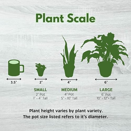 Miniatura 7 de BubbleBlooms Stapelia gigantea, flor gigante de estrella de mar, huernia rara, en maceta de 6 pulgadas