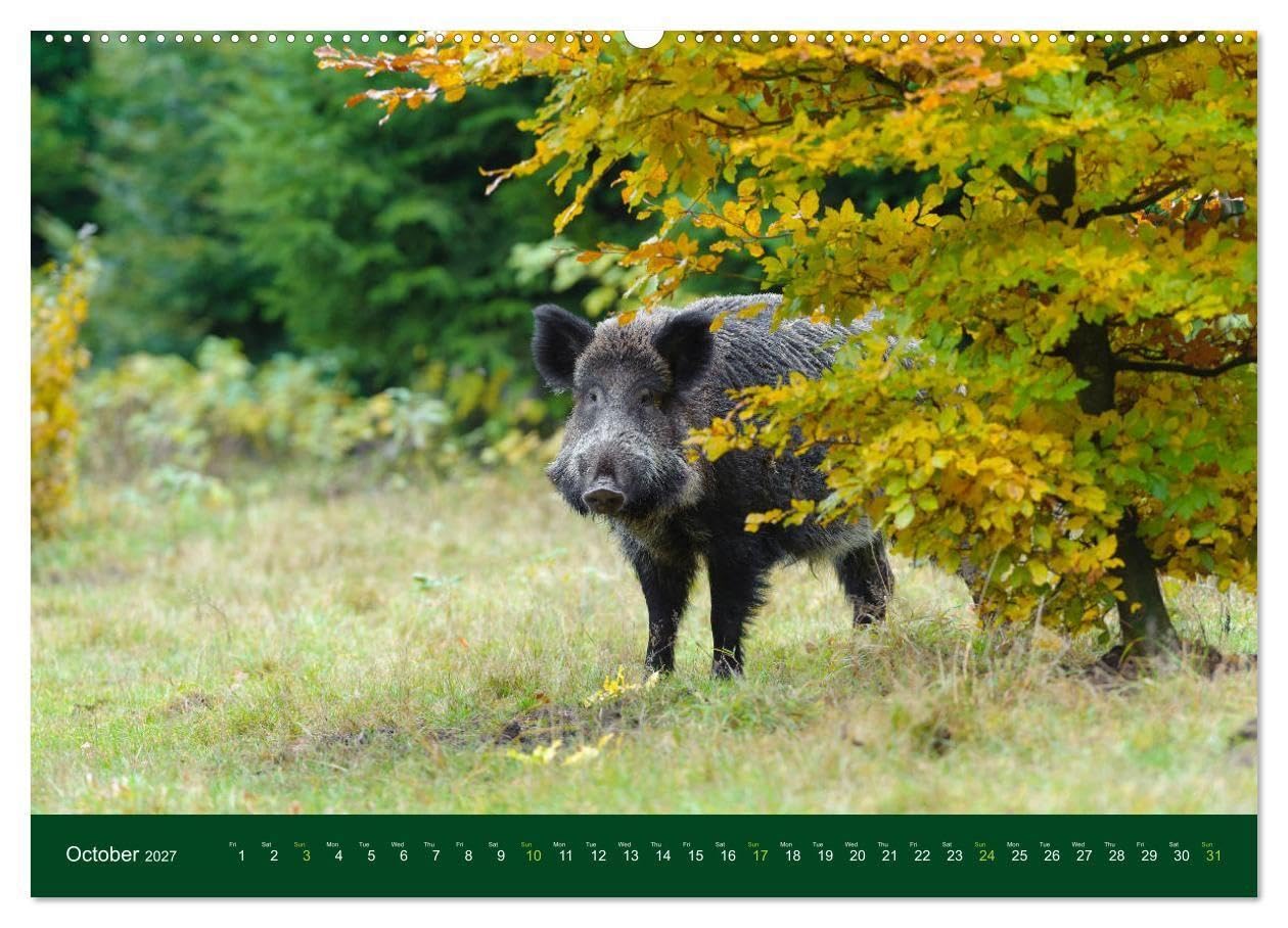 Wild Boars (Wall Calendar 2027 DIN A2 landscape), CALVENDO 12 Month Wall Calendar: An outstanding and memorable collection of wildlife pictures.