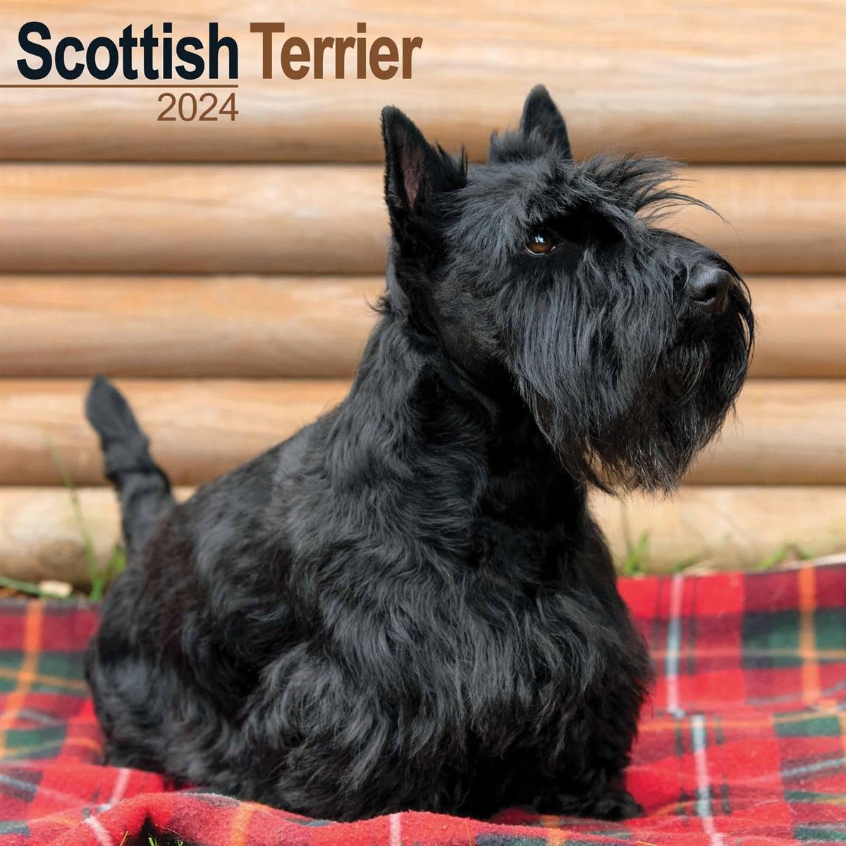 Scottish Terrier Calendar 2024 | Square Dog Breed Wall Calendar - 16 Month