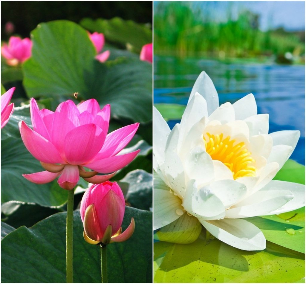 OhhSome Flower Seeds : Lotus Flower Seeds Pink & White Colors Flower Seeds For 15 Seeds- Seeds For Planting Garden [Home Garden Seeds Eco Pack Plant Seeds - Eco" (B07WN5KHC8) Amazon Price History, Amazon Price Tracker