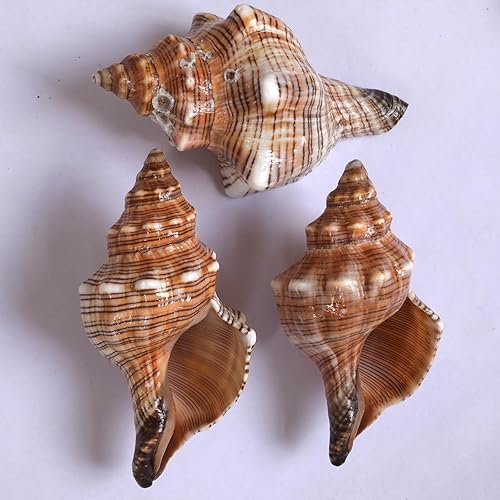 Miniatura 8 de 4 conchas de cangrejo ermitaño, apertura de tamaño ML, conchas de cangrejo ermitaño de 1.1-1.9 pulgadas, caracola de mar natural, conchas turbo para