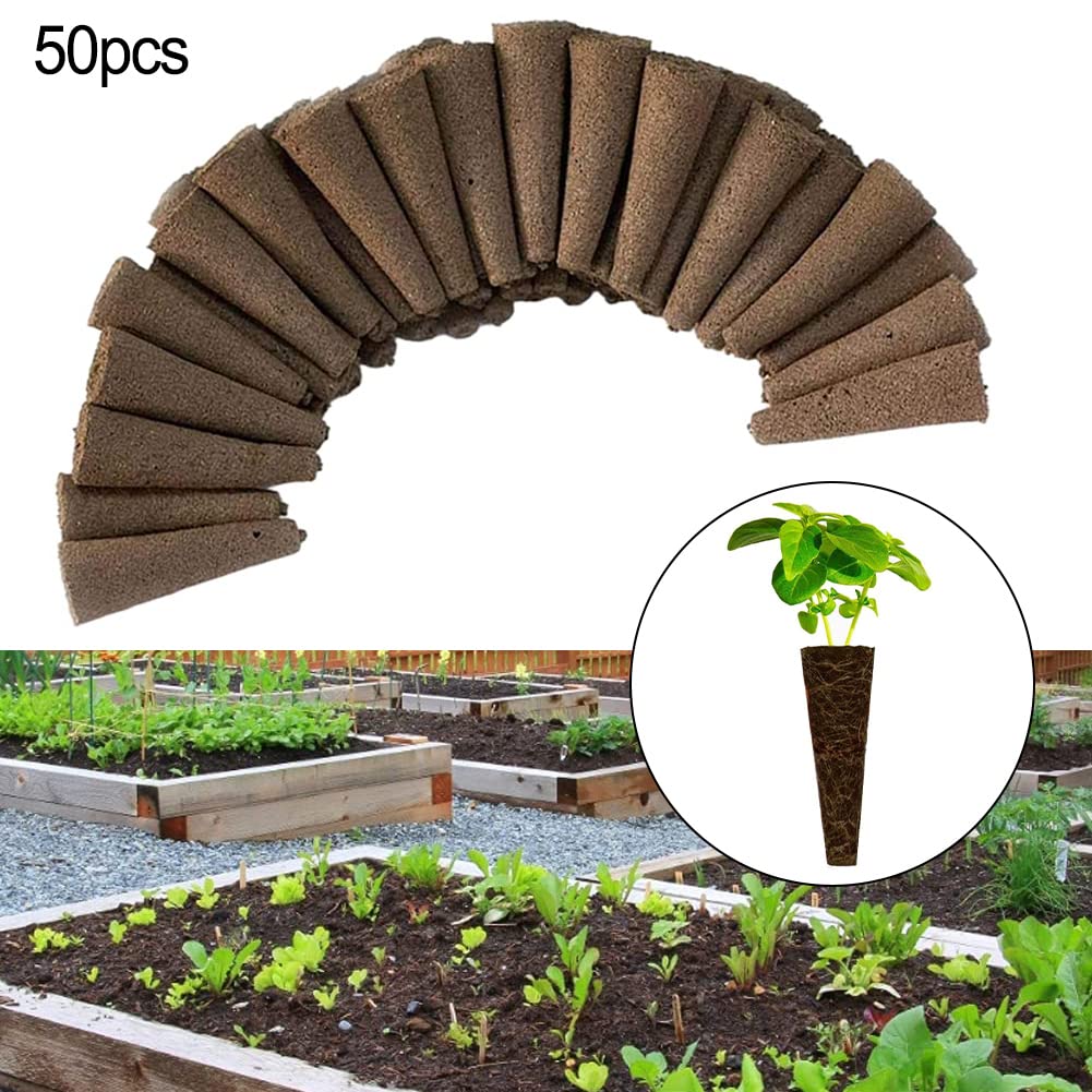 Lot de 100 graines de thym rampantes ou graines de cresson bleu vivaces