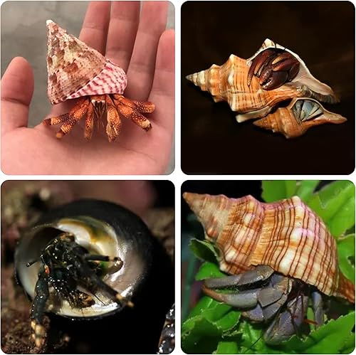 Miniatura 3 de 14 conchas de cangrejo ermitaño naturales de 1 a 3.5 pulgadas, apertura de 0.8 a 1.5 pulgadas, suministros de cangrejo ermitaño perla turbo concha