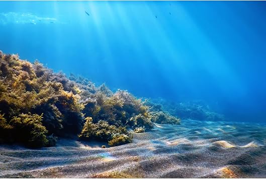 Underwater Landscape Photography Background Undersea World Algae Backdrop Sun Ray Fish Ocean Seabed Sea Theme Backdrop for Kids Children Birthday Party Decor Studio Portrait Props 5x4ft