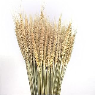 Natural Wheat Straw 50 Grain Wheat Bundle Natural Wheat Ear Family Dining Table Arrangement Floral Wedding Decoration