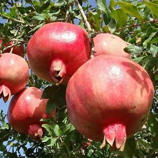 Pomegranate Fruit Seeds 20pcs Organic Double Flower Fresh Premium Plants Seeds for Planting Garden Yard Outdoor