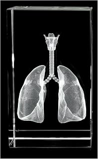 Lungs, Trachea and Larynx 3D Laser 1lb Crystal, Anatomy, Resperation